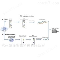 RNA結合蛋白免疫沉淀（RIP）實驗代做