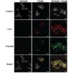 PROTEOSTAT&reg; Aggresome detection kit  fluorescence