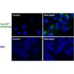 CYTO-ID&reg; Autophagy detection kit Fig4-web